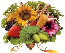 Vegetable bouquet artwork from the An Evening at the Farm flyers