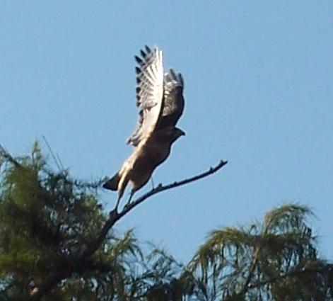 A hawk perched over the farm during the Master Gardener tour
