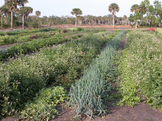 Rows of vegetables in the farm garden