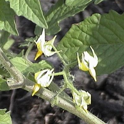 Farm photo at Varri Green Farm, Okeechobee, photo 1