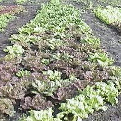 Farm photo at Varri Green Farm, Okeechobee, photo 4