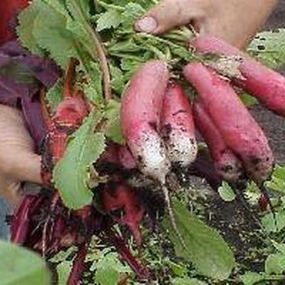 Farm photo at Varri Green Farm, Okeechobee, photo 6