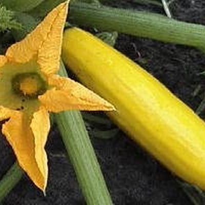 Farm photo at Varri Green Farm, Okeechobee, photo 10