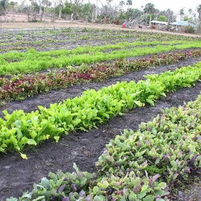 Farm photo at Varri Green Farm, Okeechobee, photo 11