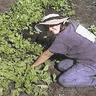 Farm photo at Varri Green Farm, Okeechobee, photo 15
