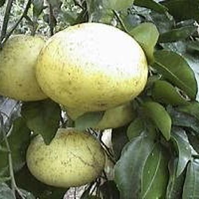 Farm photo at Varri Green Farm, Okeechobee, photo 16