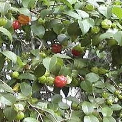 Farm photo at Varri Green Farm, Okeechobee, photo 17