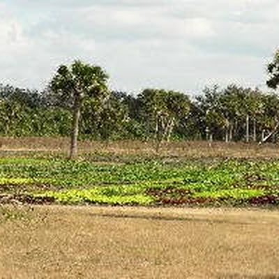 Farm photo at Varri Green Farm, Okeechobee, photo 21