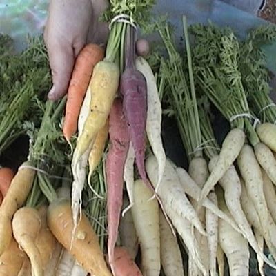 Farm photo at Varri Green Farm, Okeechobee, photo 22