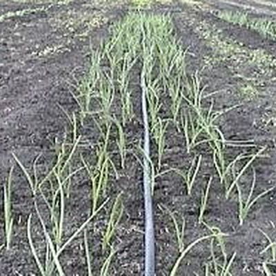 Farm photo at Varri Green Farm, Okeechobee, photo 23
