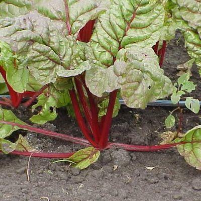 Farm photo at Varri Green Farm, Okeechobee, photo 25