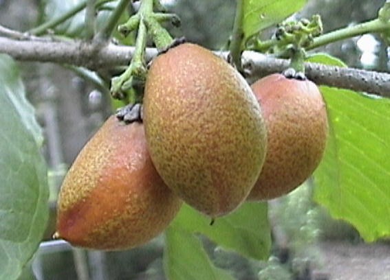Bunchosia (peanut butter fruit) on the tree