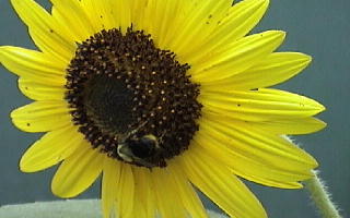 Sunflower with a bee at Varri Green Farm