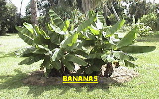 Banana plants