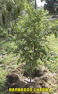 Barbados cherry tree