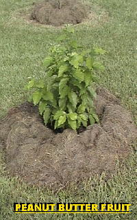 Bunchosia (peanut butter fruit) tree