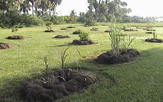 Sugar cane
