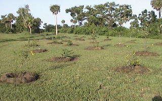 The multi-culture orchard