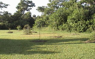 The multi-culture orchard