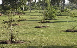The multi-culture orchard