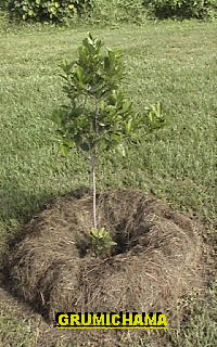 Grumichama tree