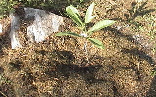 Young loquat tree with a grass-clipping doughnut