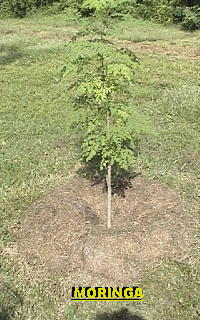 Moringa tree