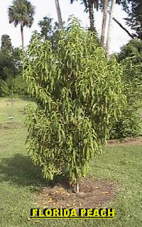 Peach tree
