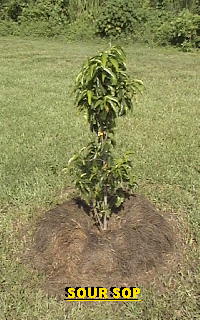 Soursop tree
