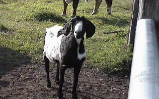 A goat in the field by the solar well