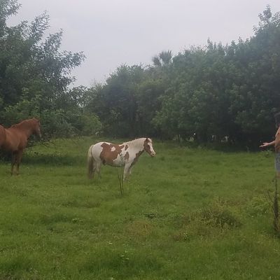 Volunteer at Varri Green Farm, Okeechobee, photo 13