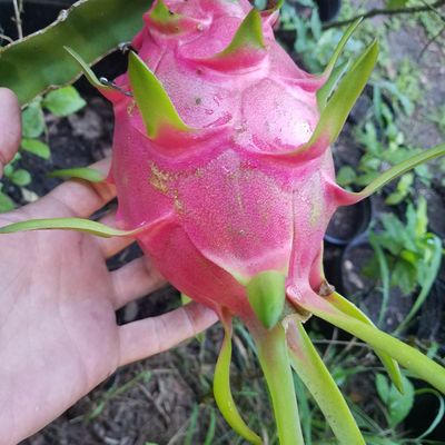 Volunteer at Varri Green Farm, Okeechobee, photo 17