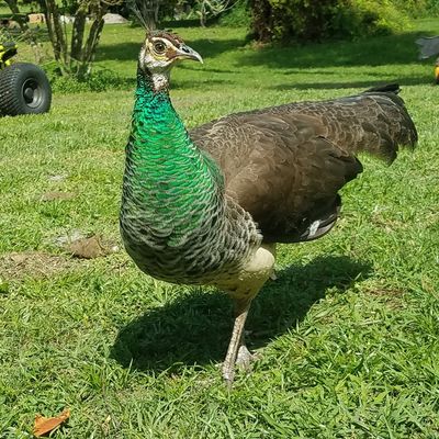 Volunteer at Varri Green Farm, Okeechobee, photo 39