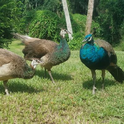 Volunteer at Varri Green Farm, Okeechobee, photo 79