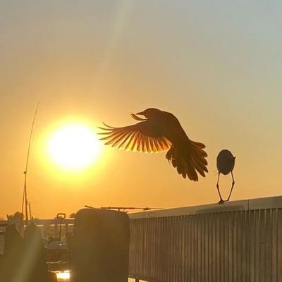 Volunteer at Varri Green Farm, Okeechobee, photo 118