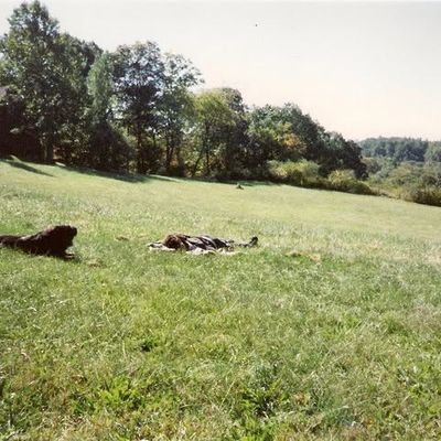 Volunteer at Varri Green Farm, Okeechobee, photo 157