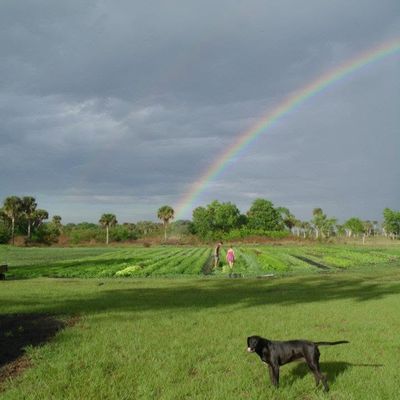 Volunteer at Varri Green Farm, Okeechobee, photo 177