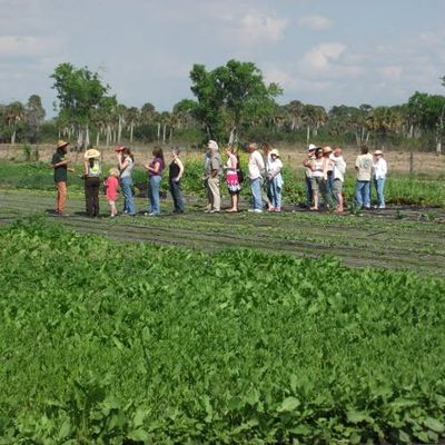 Volunteer at Varri Green Farm, Okeechobee, photo 184