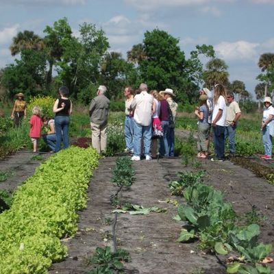 Volunteer at Varri Green Farm, Okeechobee, photo 192
