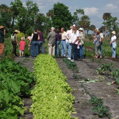 Volunteer at Varri Green Farm, Okeechobee, photo 193
