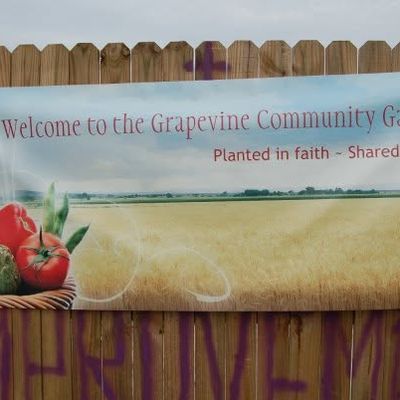 Volunteer at Varri Green Farm, Okeechobee, photo 202