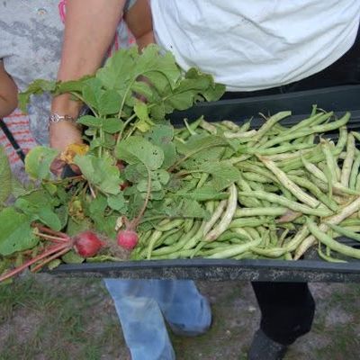 Volunteer at Varri Green Farm, Okeechobee, photo 203