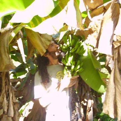 Volunteer at Varri Green Farm, Okeechobee, photo 243