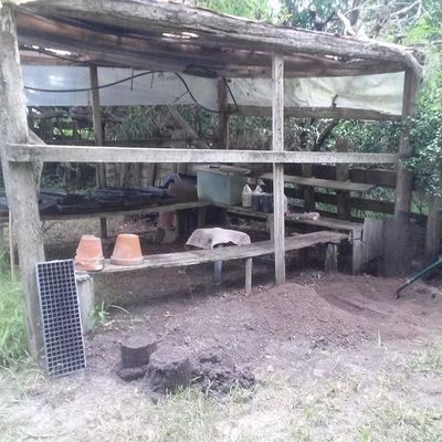 Volunteer at Varri Green Farm, Okeechobee, photo 389
