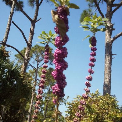 Volunteer at Varri Green Farm, Okeechobee, photo 391
