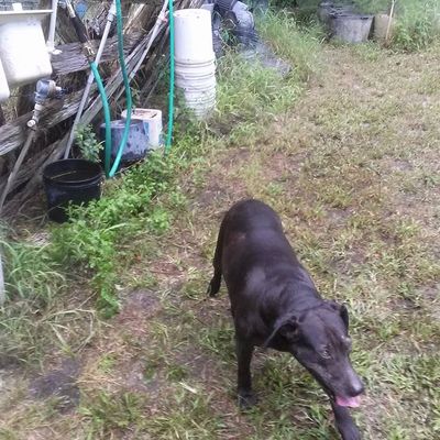 Volunteer at Varri Green Farm, Okeechobee, photo 404