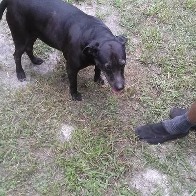 Volunteer at Varri Green Farm, Okeechobee, photo 416