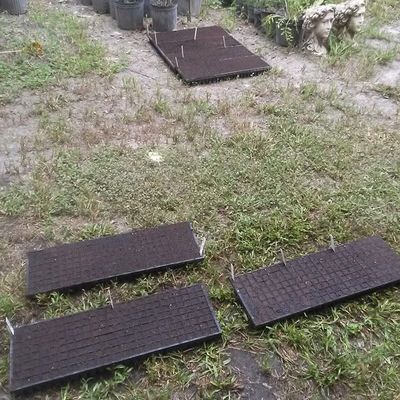 Volunteer at Varri Green Farm, Okeechobee, photo 423