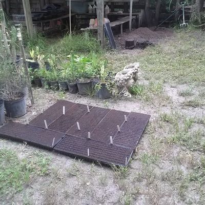 Volunteer at Varri Green Farm, Okeechobee, photo 428