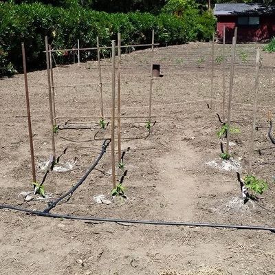 Volunteer at Varri Green Farm, Okeechobee, photo 430
